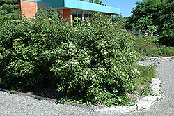 Gray Dogwood (Cornus racemosa) at Thies Farm & Greenhouses