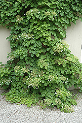 Climbing Hydrangea (Hydrangea anomala 'var. petiolaris') at Thies Farm & Greenhouses