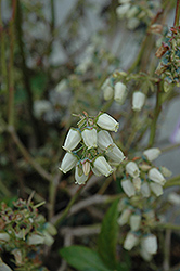 Chandler Blueberry (Vaccinium corymbosum 'Chandler') at Thies Farm & Greenhouses