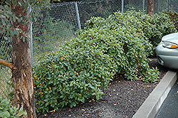 Eve Case Coffeeberry (Rhamnus californica 'Eve Case') at Thies Farm & Greenhouses