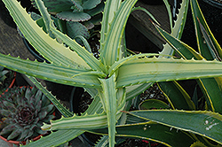 Variegated Candelabra Aloe (Aloe arborescens 'Variegata') at Thies Farm & Greenhouses