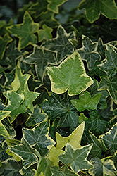 Gold Child Ivy (Hedera helix 'Gold Child') at Thies Farm & Greenhouses
