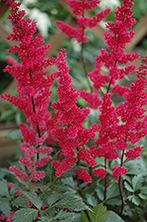 Fanal Astilbe (Astilbe x arendsii 'Fanal') at Thies Farm & Greenhouses