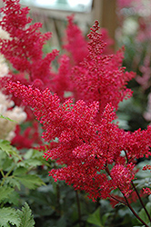 Montgomery Japanese Astilbe (Astilbe japonica 'Montgomery') at Thies Farm & Greenhouses