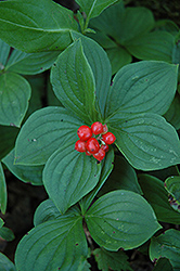 Bunchberry (Cornus canadensis) at Thies Farm & Greenhouses