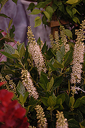 Sixteen Candles Summersweet (Clethra alnifolia 'Sixteen Candles') at Thies Farm & Greenhouses
