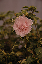 Sugar Tip Rose of Sharon (Hibiscus syriacus 'America Irene Scott') at Thies Farm & Greenhouses