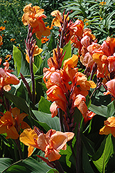 Tangelo Canna (Canna 'Tangelo') at Thies Farm & Greenhouses