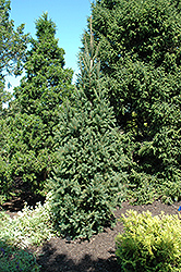 Columnar Norway Spruce (Picea abies 'Cupressina') at Thies Farm & Greenhouses