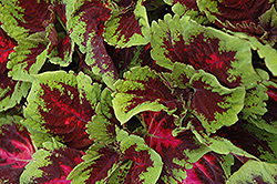 Kong Red Coleus (Solenostemon scutellarioides 'Kong Red') at Thies Farm & Greenhouses