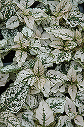 Splash Select White Polka Dot Plant (Hypoestes phyllostachya 'PAS2343') at Thies Farm & Greenhouses