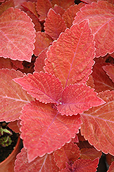 Big Red Judy Coleus (Solenostemon scutellarioides 'Big Red Judy') at Thies Farm & Greenhouses