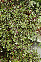 Bridal Veil Spiderwort (Tradescantia 'Bridal Veil') at Thies Farm & Greenhouses