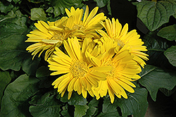 Yellow Gerbera Daisy (Gerbera 'Yellow') at Thies Farm & Greenhouses