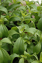 Sweetleaf (Stevia rebaudiana) at Thies Farm & Greenhouses
