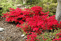 Hino Crimson Azalea (Rhododendron 'Hino Crimson') at Thies Farm & Greenhouses