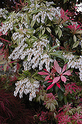 Valley Fire Japanese Pieris (Pieris japonica 'Valley Fire') at Thies Farm & Greenhouses