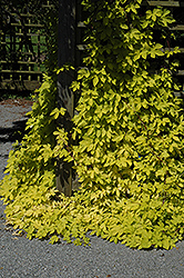 Golden Hops (Humulus lupulus 'Aureus') at Thies Farm & Greenhouses
