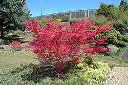 Shindeshojo Japanese Maple (Acer palmatum 'Shindeshojo') at Thies Farm & Greenhouses