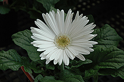 White Gerbera Daisy (Gerbera 'White') at Thies Farm & Greenhouses