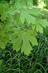 Big Leaf Maple (Acer macrophyllum) at Thies Farm & Greenhouses
