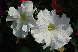Dreams White Petunia (Petunia 'Dreams White') at Thies Farm & Greenhouses