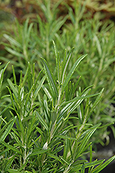 Barbeque Sky Rosemary (Rosmarinus officinalis 'Barbeque Sky') at Thies Farm & Greenhouses