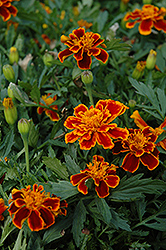 Durango Flame Marigold (Tagetes patula 'Durango Flame') at Thies Farm & Greenhouses