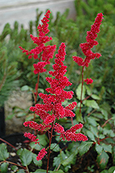 Burgundy Red Astilbe (Astilbe x arendsii 'Burgunderrot') at Thies Farm & Greenhouses
