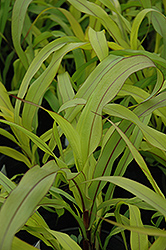 Jester Millet (Pennisetum glaucum 'Jester') at Thies Farm & Greenhouses