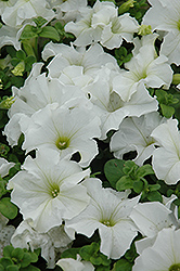 Dreams White Petunia (Petunia 'Dreams White') at Thies Farm & Greenhouses
