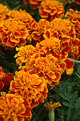 Bonanza Flame Marigold (Tagetes patula 'Bonanza Flame') at Thies Farm & Greenhouses