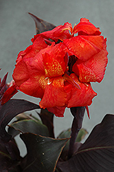 Tropical Bronze Scarlet Canna (Canna 'Tropical Bronze Scarlet') at Thies Farm & Greenhouses