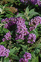 Lo & Behold Purple Haze Butterfly Bush (Buddleia 'Purple Haze') at Thies Farm & Greenhouses