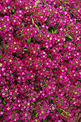 Wonderland Purple Alyssum (Lobularia maritima 'Wonderland Purple') at Thies Farm & Greenhouses