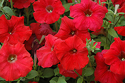 Easy Wave Red Petunia (Petunia 'Easy Wave Red') at Thies Farm & Greenhouses