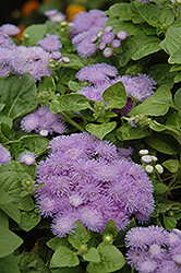 Hawaii Blue Flossflower (Ageratum 'Hawaii Blue') at Thies Farm & Greenhouses