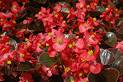 Harmony Scarlet Begonia (Begonia 'Harmony Scarlet') at Thies Farm & Greenhouses