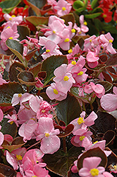 Harmony Pink Begonia (Begonia 'Harmony Pink') at Thies Farm & Greenhouses