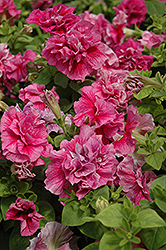 Double Madness Sheer Petunia (Petunia 'Double Madness Sheer') at Thies Farm & Greenhouses