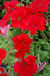 Dreams Red Petunia (Petunia 'Dreams Red') at Thies Farm & Greenhouses