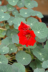 Red Wonder Nasturtium (Tropaeolum majus 'Red Wonder') at Thies Farm & Greenhouses