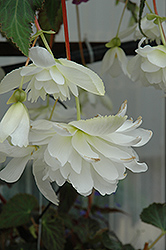 Illumination White Begonia (Begonia 'Illumination White') at Thies Farm & Greenhouses