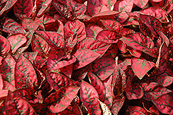 Splash Select Red Polka Dot Plant (Hypoestes phyllostachya 'PAS2344') at Thies Farm & Greenhouses