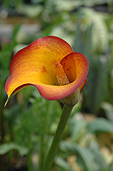 Flame Calla Lily (Zantedeschia 'Flame') at Thies Farm & Greenhouses