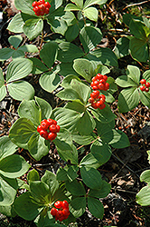 Bunchberry (Cornus canadensis) at Thies Farm & Greenhouses