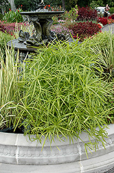 Umbrella Plant (Cyperus alternifolius) at Thies Farm & Greenhouses