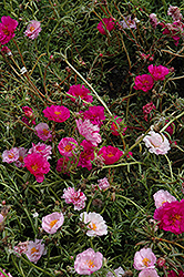 Happy Trails Fuchsia Portulaca (Portulaca grandiflora 'Happy Trails Fuchsia') at Thies Farm & Greenhouses