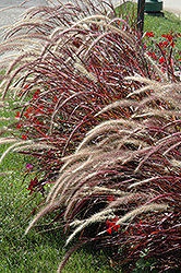 Fireworks Fountain Grass (Pennisetum setaceum 'Fireworks') at Thies Farm & Greenhouses