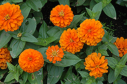 Magellan Orange Zinnia (Zinnia 'Magellan Orange') at Thies Farm & Greenhouses
